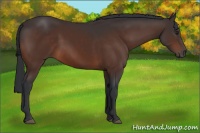 Horse Color:Brown 