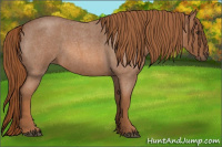 Horse Color:Red Roan 