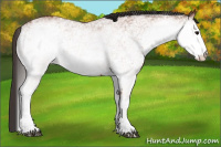 Horse Color:White Spotted Bay 