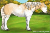 Horse Color:Palomino Sabino Rabicano 
