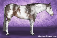 Horse Color:White Spotted Buckskin