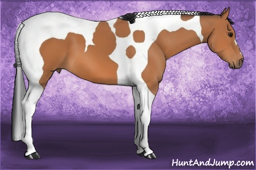 Horse Color: Bay Tobiano 