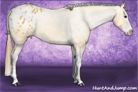 Horse Color:Buckskin Splash Appaloosa 