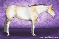 Horse Color:White Spotted Buckskin Sabino 