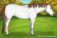 Horse Color:White Spotted Chestnut