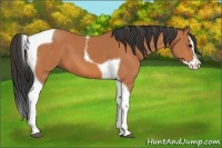 Horse Color:Bay Splash Tobiano 