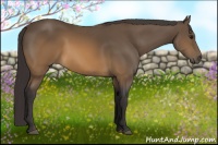 Horse Color:Buckskin 