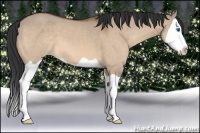 Horse Color:Bay Dun Splash 