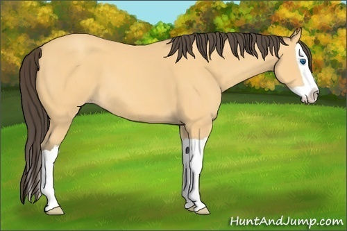 Horse Color: Amber Cream Champagne Splash 