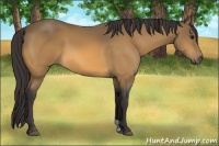 Horse Color:Buckskin 