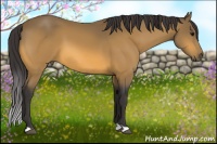 Horse Color:Buckskin 
