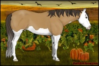 Horse Color:Buckskin Splash 