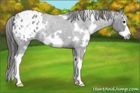 Horse Color:White Spotted Blue Roan Splash Frame Appaloosa 