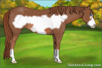 Horse Color:Liver Chestnut Frame 