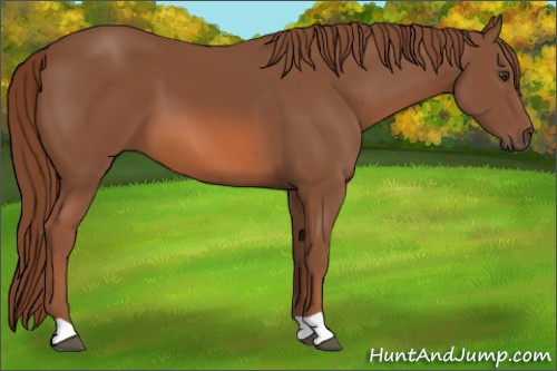 Horse Color: Liver Chestnut 