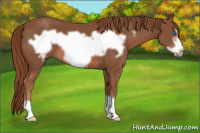 Horse Color:Liver Chestnut Frame 
