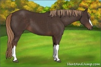 Horse Color:Liver Chestnut 