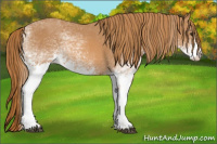 Horse Color:White Spotted Chestnut