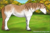 Horse Color:White Spotted Chestnut