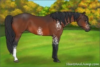 Horse Color:White Spotted Bay 