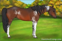 Horse Color:White Spotted Bay 