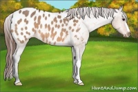 Horse Color:Bay Dun Appaloosa 