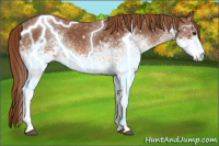 Horse Color:White Spotted Chestnut 