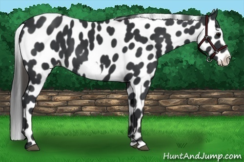 Horse Color: Black Frame Leopard 