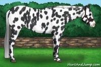 Horse Color:Black Frame Appaloosa