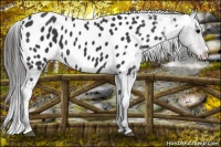 Horse Color:Black Frame Near Leopard 
