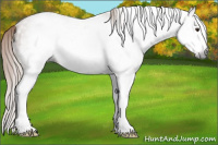 Horse Color:Gray White Spotted Red Roan Splash Frame Rabicano 