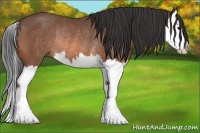 Horse Color:Bay Splash Rabicano 