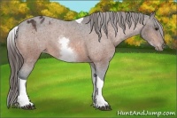 Horse Color:White Spotted Bay Tobiano Appaloosa 