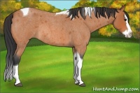 Horse Color:Bay Roan Splash Tobiano Rabicano 