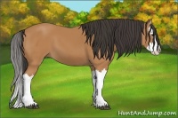 Horse Color:Bay Splash 