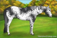 Horse Color:White Spotted Black 