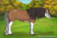 Horse Color:Bay Splash 
