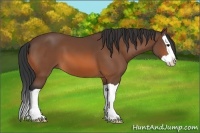 Horse Color:Bay Splash 