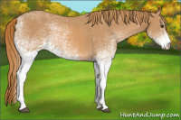 Horse Color:White Spotted Chestnut 