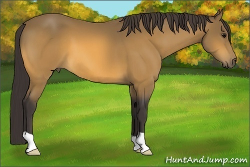 Horse Color:Buckskin 
