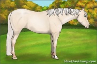 Horse Color:Silver Amber Cream Champagne Pearl Sabino