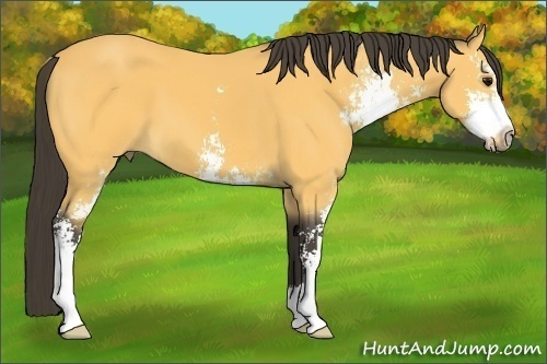 Horse Color:Buckskin Sabino