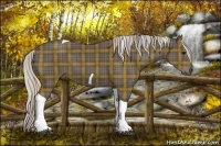Horse Color:Plaid  Silver Black Tobiano 