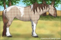 Horse Color:Plaid  Liver Red Dun Tobiano 