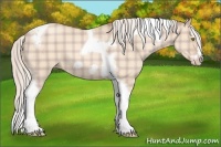 Horse Color:Plaid Silver Classic Champagne Dun Splash Tobiano Frame