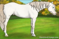 Horse Color:Perlino Roan Dun Splash 