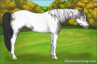 Horse Color:Grullo Tobiano Frame 