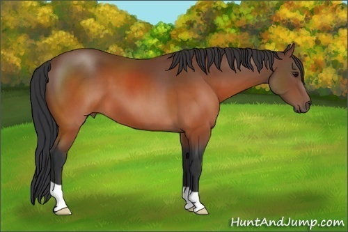 Horse Color: Brown 