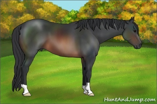 Horse Color: Brown 