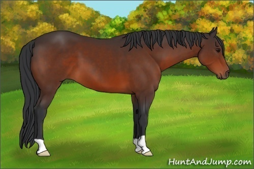 Horse Color: Bay 